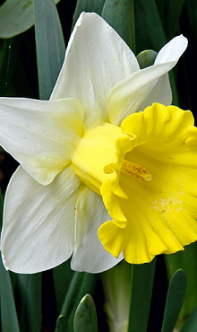 NARCISSUS LAS VEGAS