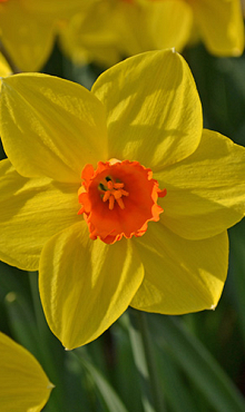 NARCISSUS BRACKENHURST