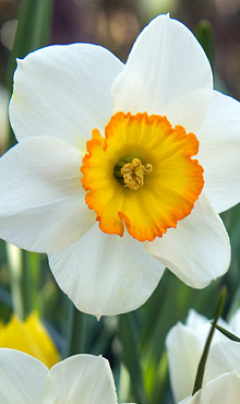 NARCISSUS FLOWER RECORD