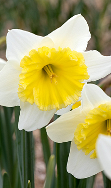 NARCISSUS ICE FOLLIES