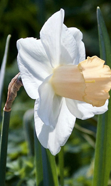 NARCISSUS SALOME