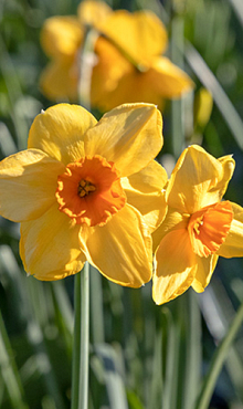 NARCISSUS KEDRON