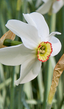 NARCISSUS RECURVUS (PHAESANTS EYE)