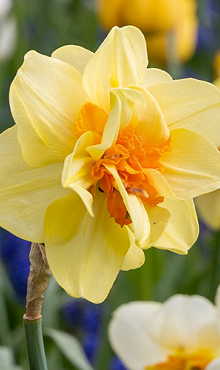 NARCISSUS TAHITI