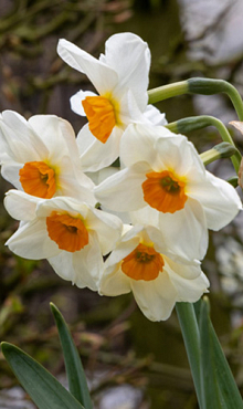 NARCISSUS GERANIUM