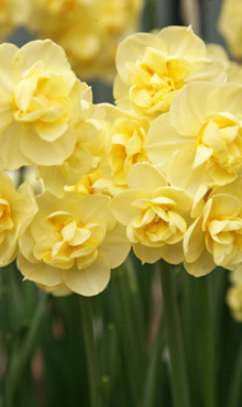 NARCISSUS YELLOW CHEERFULNESS