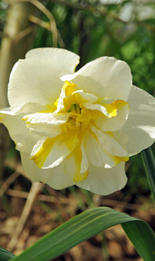 NARCISSUS LEMON BEAUTY