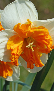 NARCISSUS ORANGERY