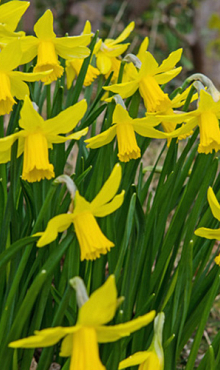 NARCISSUS FEBRUARY GOLD