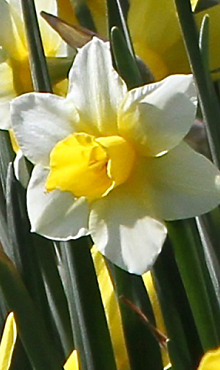 NARCISSUS GOLDEN ECHO