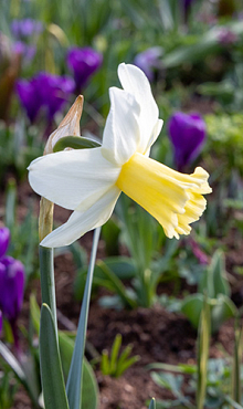 NARCISSUS PRINSES AMALIA