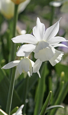 NARCISSUS TRIANDRUS THALIA