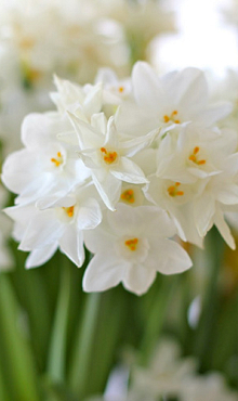 NARCISSUS PAPERWHITE