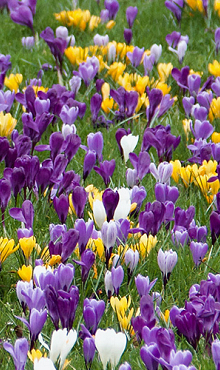 CROCUS GROOTBLOEMIG GEMENGD