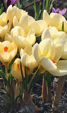 CROCUS SPECIE CHR. CREAM BEAUTY