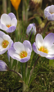 CROCUS SPECIE SIEBERI FIREFLY