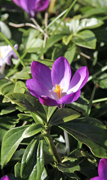 CROCUS SPECIE TOM. RUBY GIANT