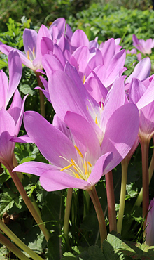 COLCHICUM AUTUMNALE