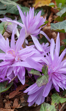 COLCHICUM WATERLILY