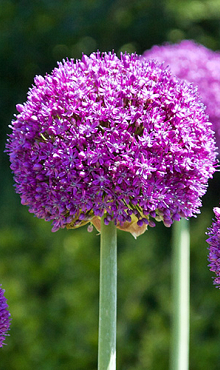 ALLIUM AMBASSADOR