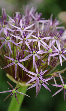 ALLIUM CHRISTOPHII