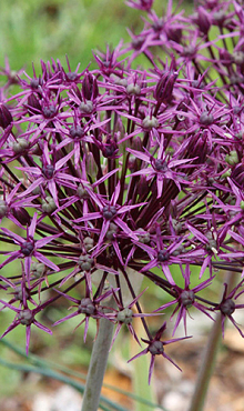 ALLIUM FIRMAMENT