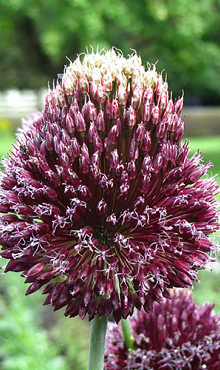 ALLIUM FORELOCK