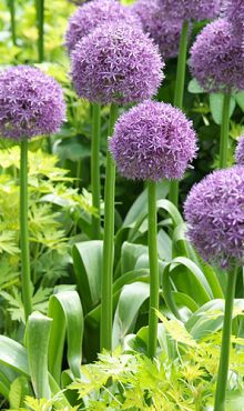 ALLIUM HIS EXCELLENCY