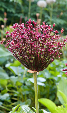 ALLIUM MAGIC