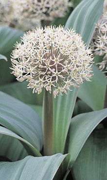 ALLIUM KARATAVIENSE