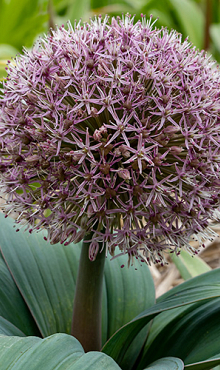 ALLIUM RED GIANT