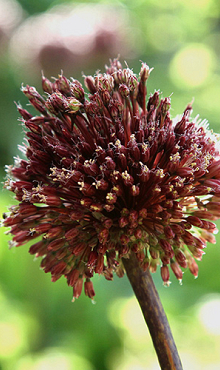 ALLIUM RED MOHICAN