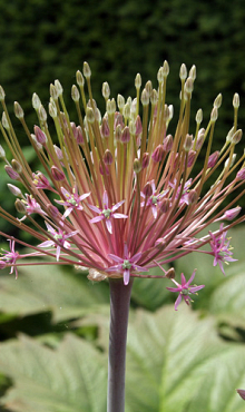 ALLIUM SCHUBERTII