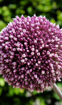 ALLIUM SUMMER DRUMMER