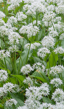 ALLIUM URSINUM