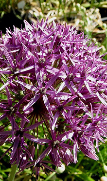 ALLIUM VIOLET BEAUTY