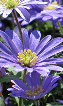 ANEMONE SPECIES BLANDA BLUE SHADES