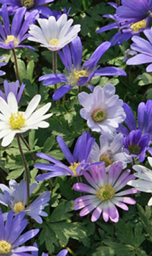 ANEMONE SPECIES BLANDA GEMENGD