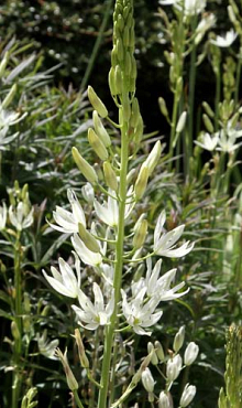 CAMASSIA LEICHTLINII ALBA