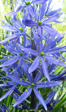 CAMASSIA LEICHTLINII CAERULEA