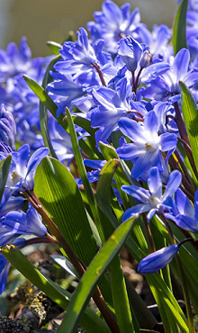 CHIONODOXA BLUE GIANT