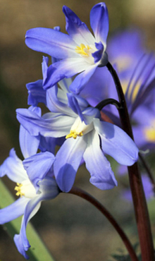 CHIONODOXA LUCILIAE 