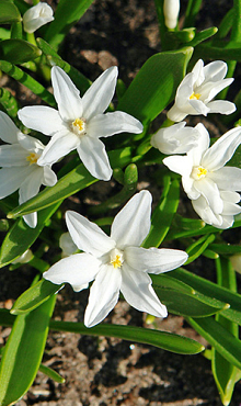 CHIONODOXA LUCILIAE ALBA