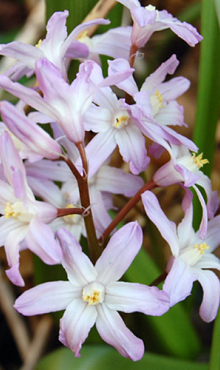 CHIONODOXA PINK GIANT