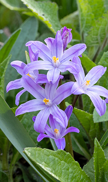 CHIONODOXA VIOLET BEAUTY