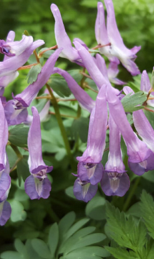 CORYDALIS PURPLE BIRD