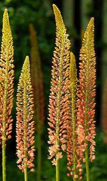 EREMURUS RUITER HYBR CLEOPATRA