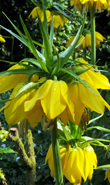 FRITILLARIA IMP. MAXIMA LUTEA