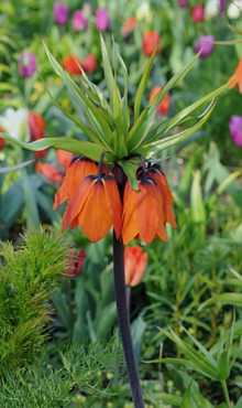 FRITILLARIA IMP. AURORA