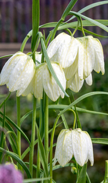 FRITILLARIA MELEAGRIS ALBA